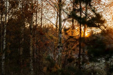 Ormanda soğuk sonbahar gündoğumu boyunca güzel bir ağaç kapanır.