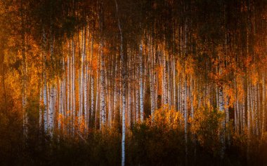 Güzel Huş Ağacı Korusu Ormanda soğuk sonbahar gündoğumu sırasında