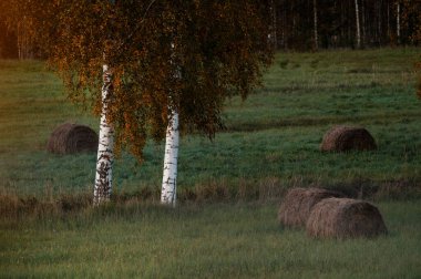 Ormanda sonbahar günbatımında güzel Huş Ağacı Korusu
