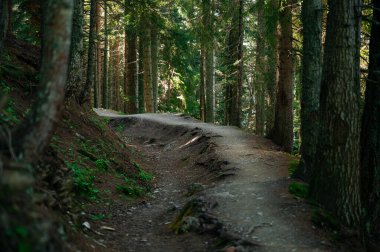 İsviçre 'deki ormanın detayları, yürüyüş yolları.