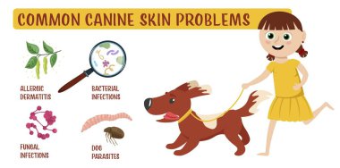 Dog skin problems infographic. Icons with different symptoms. Hair loss, itching, allergy, scabs. Animal parasites. Editable vector illustration in cartoon style. Horizontal veterinary banner