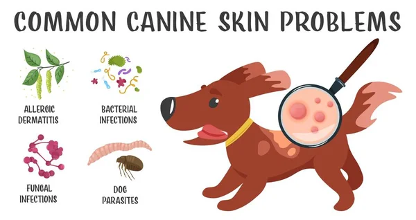 Dog Skin Problems Infographic Icons Different Symptoms Hair Loss Itching — Stock vektor