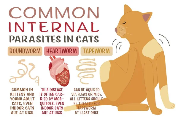 Common Internal Parasites Cats Heartworms Roundworms Hookworms Tapeworms Medical Veterinarian — Vettoriale Stock