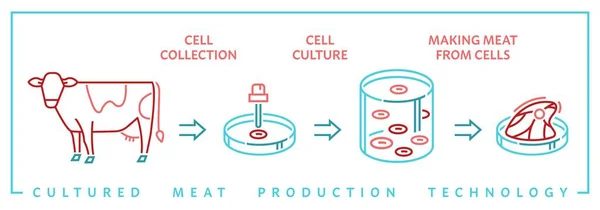 Infografica Sulla Carne Coltivata Laboratorio Carne Manzo Coltivata Cellule Processo — Vettoriale Stock