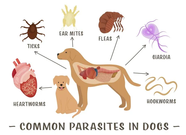 Vanliga Yttre Och Inre Parasiter Hos Hundar Loppor Kvalster Fästingar — Stock vektor