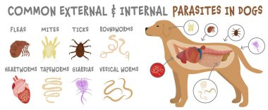 Common external and internal parasites in dogs. Fleas, mites, ticks. Veterinarian infographics. Useful information in cartoon style. Vector illustration. Horizontal poster clipart