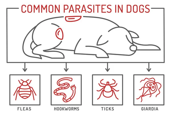 Vanliga Yttre Och Inre Parasiter Hos Hundar Loppor Hakmaskar Fästingar — Stock vektor