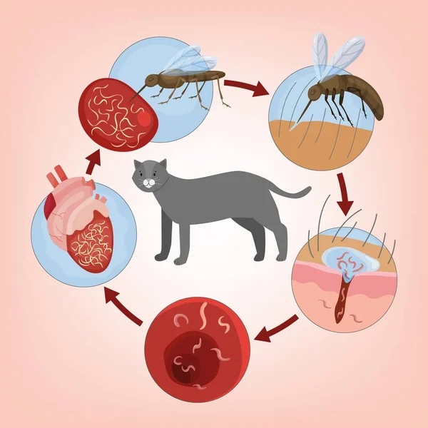 Hartworm Ziekte Bij Katten Ernstige Mogelijk Fatale Ziekte Dierenarts Infographics — Stockvector
