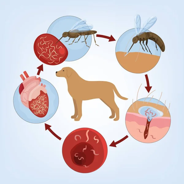 Болезнь Червей Собак Серьезное Потенциально Смертельное Заболевание Ветеринарная Инфографика Полезная — стоковый вектор