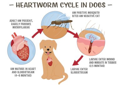 Köpeklerde kalp kurdu hastalığı. Ciddi ve ölümcül olma ihtimali olan bir hastalık. Veteriner bilgi grafikleri. Çizgi film tarzında faydalı bilgiler. Düzenlenebilir vektör çizimi. Tıbbi poster