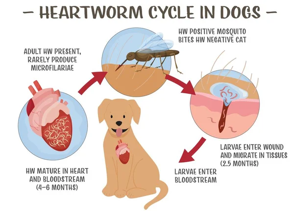 Köpeklerde Kalp Kurdu Hastalığı Ciddi Ölümcül Olma Ihtimali Olan Bir — Stok Vektör