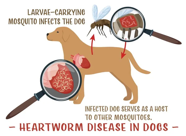 Hjärtmask Sjukdom Hos Hundar Allvarlig Och Potentiellt Dödlig Sjukdom Veterinär — Stock vektor