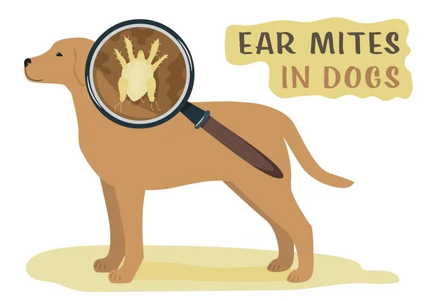 Parásitos Externos Comunes Perros Ácaros Del Oído Estampado Médico Veterinario — Vector de stock