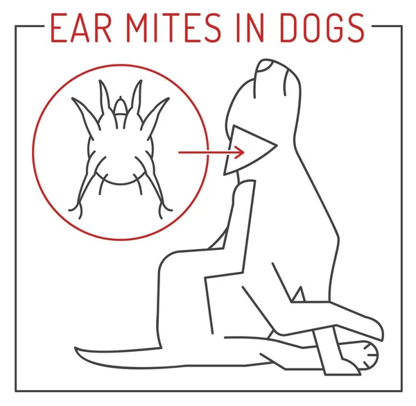 Parásitos Externos Comunes Perros Ácaros Del Oído Estampado Médico Veterinario — Archivo Imágenes Vectoriales