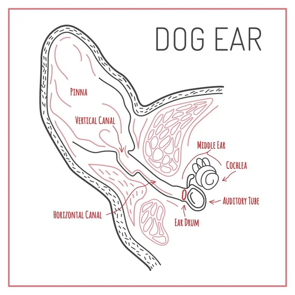 Köpek Kulağı Şeması Tıbbî Bilgiler Beyaz Arkaplanda Izole Edilmiş Düzenlenebilir — Stok Vektör