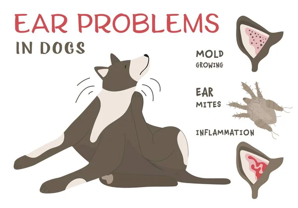 Ácaros Del Oído Moho Crecen Inflamación Problemas Oído Comunes Perros — Archivo Imágenes Vectoriales