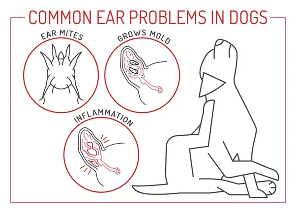 Kulak Akarları Küf Büyümesi Iltihap Köpeklerde Sık Görülen Kulak Sorunları — Stok Vektör