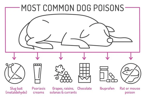 Que Venenoso Para Los Perros Productos Médicos Humanos Ibuprofeno Comida — Archivo Imágenes Vectoriales