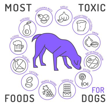 Köpekler için hangi yiyecek zehirlidir? Alkol, fındık, soğan, hamur hamuru, fare ve sümüklüböcek yemi, ksilyum. Veteriner tavsiyesi. Veterinerlik bilgisi. Beyaz üzerinde ana hatlar biçiminde vektör illüstrasyonu