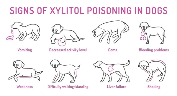 Kutyáknál Xilit Mérgezés Jele Ami Mérgező Kedvtelésből Tartott Állatodra Csak — Stock Vector