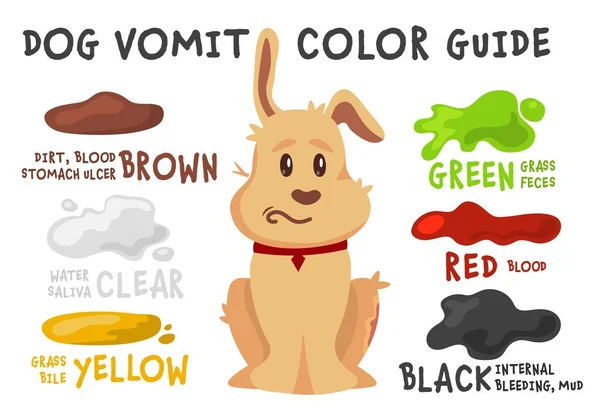 Guía Del Color Del Vómito Del Perro Aprender Qué Diferentes — Archivo Imágenes Vectoriales