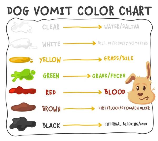 Köpek Kusmuğu Renk Rehberi Farklı Köpek Kusmuğunun Renginin Veterineriniz Için — Stok Vektör