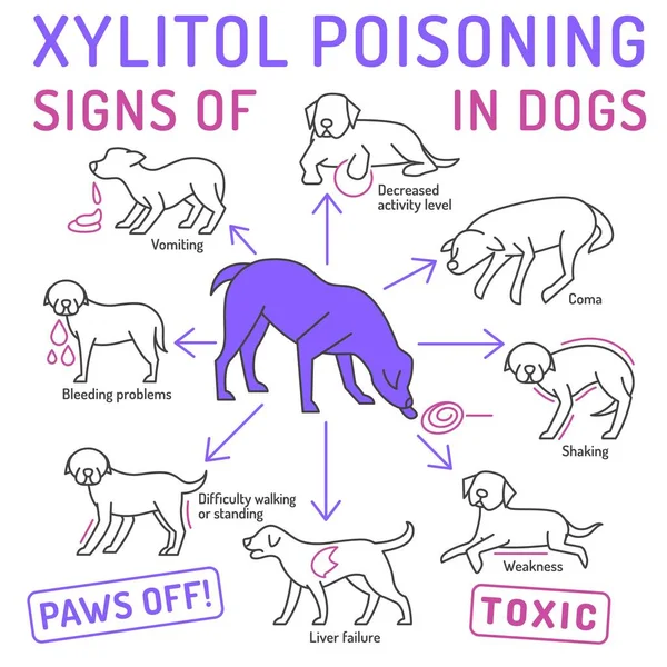 Signos Intoxicación Por Xilitol Perros Que Tóxico Para Mascota Ten — Archivo Imágenes Vectoriales
