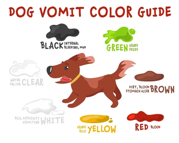 Guía Del Color Del Vómito Del Perro Aprender Qué Diferentes — Vector de stock