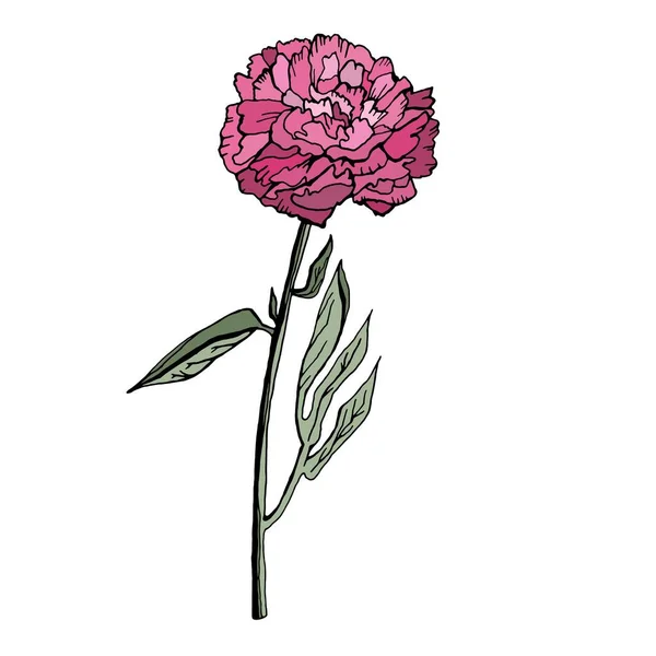 粉红牡丹 植物学绘图 花手绘草图 夏季问候车 婚礼或请柬花束 在白色背景上孤立的粉红色 绿色的可编辑向量说明 — 图库矢量图片