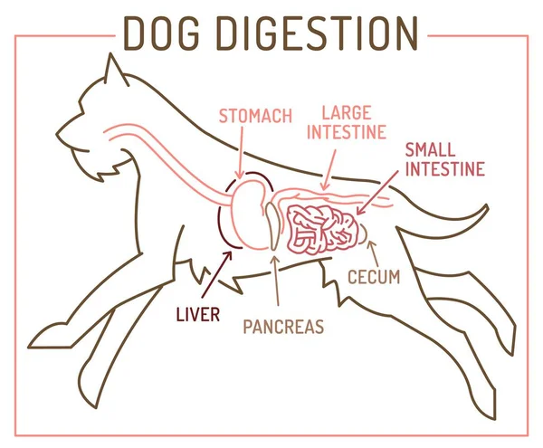 Sistema Digestivo Para Perros Esquema Médico Información Útil Para Los — Archivo Imágenes Vectoriales