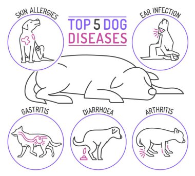 En iyi beş köpek hastalığı. Deri alerjileri, kulak enfeksiyonları, mide iltihabı, köpek balığı dışkısı, eklem iltihabı. Yatay tıbbi poster. Peyzaj afişi. Beyaz arkaplanda izole edilmiş düzenlenebilir vektör illüstrasyonu