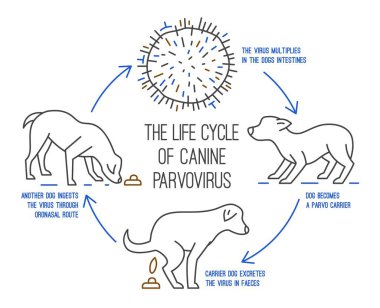 Köpeklerde parvovirüsün yaşam döngüsü. Köpek gastrointestinal hastalığı. Basit doğrusal tarzda tıbbi bilgi. Yatay poster. Düzenlenebilir vektör illüstrasyonu beyaz arkaplanda izole edildi.