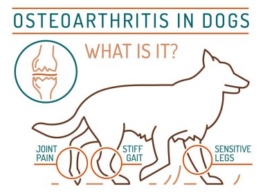 Eklem iltihabı, köpeklerde osteoartrit. Yaygın bir hastalık. Veteriner bilgi grafikleri. Tıbbi konsept. Hayvan sağlığı. Beyaz bir arkaplan üzerinde özet biçiminde düzenlenebilir izole vektör çizimi