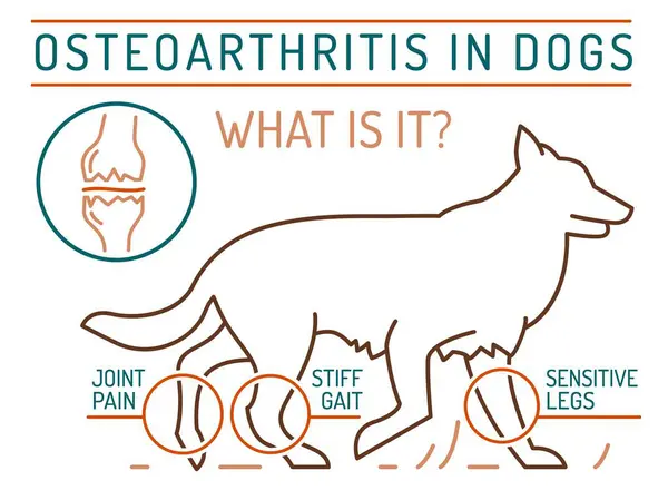 関節炎 犬の変形性関節炎 一般的な病気 獣医インフォグラフィック 医療コンセプト 動物の健康 ホワイトバックグラウンドのアウトラインスタイルの編集可能な単離ベクトルイラスト — ストックベクタ