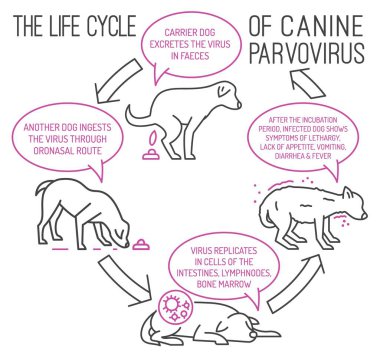 Köpeklerde parvovirüsün yaşam döngüsü. Köpek gastrointestinal hastalığı. Basit doğrusal tarzda tıbbi bilgi. Yatay poster. Düzenlenebilir vektör illüstrasyonu beyaz arkaplanda izole edildi.