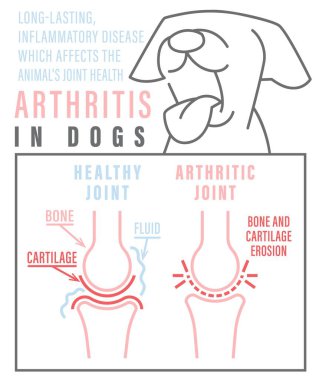 Eklem iltihabı, köpeklerde osteoartrit. Yaygın bir hastalık. Veteriner bilgi grafikleri. Tıbbi konsept. Hayvan sağlığı. Beyaz bir arkaplan üzerinde özet biçiminde düzenlenebilir izole vektör çizimi