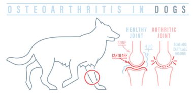 Eklem iltihabı, köpeklerde osteoartrit. Yaygın bir hastalık. Veteriner bilgi grafikleri. Tıbbi konsept. Hayvan sağlığı. Beyaz bir arkaplan üzerinde özet biçiminde düzenlenebilir izole vektör çizimi
