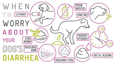 Köpeklerdeki ishal için ne zaman endişelenmen gerektiğini. Satır simgeleriyle kullanışlı bilgi. Sık görülen köpek hastalığı. Veteriner konsepti. Beyaz bir arkaplan üzerinde özet biçiminde düzenlenebilir izole vektör çizimi