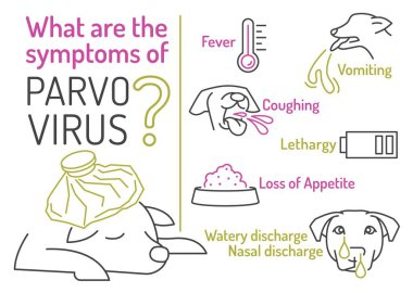 Parvovirus in dogs. Symptoms of parvo. Canine gastrointestinal contagious disease. Medical banner in simple line style. Horizontal poster. Editable vector illustration isolated on white background clipart