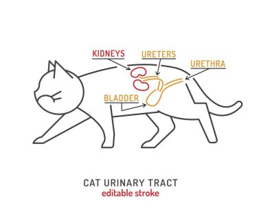 Urinary tract in cats. Veterinarian scheme. Location of kidneys in a cat. Useful medical infographics in outline style. Landscape poster. Editable vector illustration isolated on a white background clipart