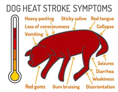 Köpek sıcaklığı belirtileri. Tıbbî bilgiler. Peyzaj veteriner posteri. Faydalı bilgi. Evcil hayvan refahı konseptin. Beyaz arkaplanda izole edilmiş düzenlenebilir vektör illüstrasyonu
