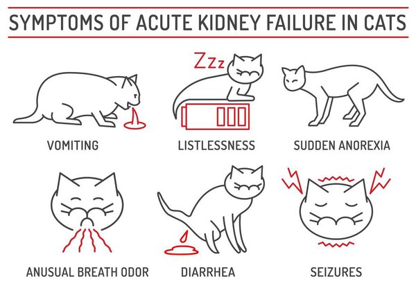 Symptoms of acute kidney failure in cats. Veterinarian icons collection. Useful medical infographics in outline style. Landscape poster. Editable vector illustration isolated on a white background