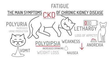 Symptoms of acute kidney failure in cats. Veterinarian wordcloud. Useful medical infographics in outline style. Landscape poster. Editable vector illustration isolated on a white background clipart