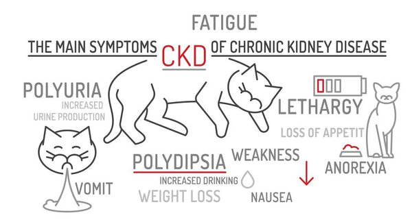 Symptoms of acute kidney failure in cats. Veterinarian wordcloud. Useful medical infographics in outline style. Landscape poster. Editable vector illustration isolated on a white background