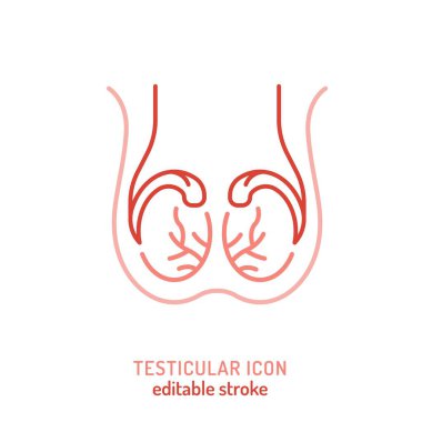 Testicles outline icon. Medical linear pictogram. Testis linear sign. Editable stroke. Medicine, healthcare concept. Vector illustration isolated on white background clipart