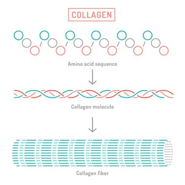 Kolajen moleküler yapısı. Bağlayıcı doku protein diyagramı. Eğitici, bilimsel poster. Düzenlenebilir felç. Ana hatlarıyla tıbbi afiş. Beyaz arkaplanda izole edilmiş vektör illüstrasyonu