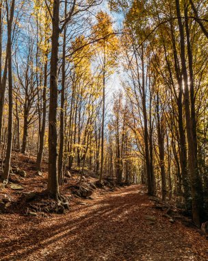 Pathway through the autumn forest with colorful trees in the evening sunlight shining through the trees.