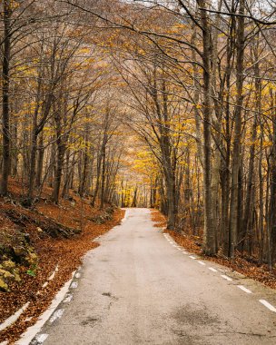 Ağaçlı ve asfalt yollu sonbahar ormanı