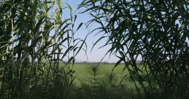 Вид Зелене Поле Через Листя Кукурудзи Урожай Зеленої Кукурудзи Сільському — стокове відео