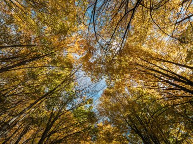 Güneşli bir günde sarı sonbahar yapraklı büyük ağaç taçlarının alt manzarası..